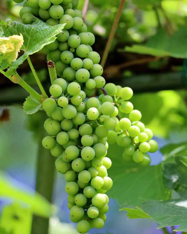 reiche ernte