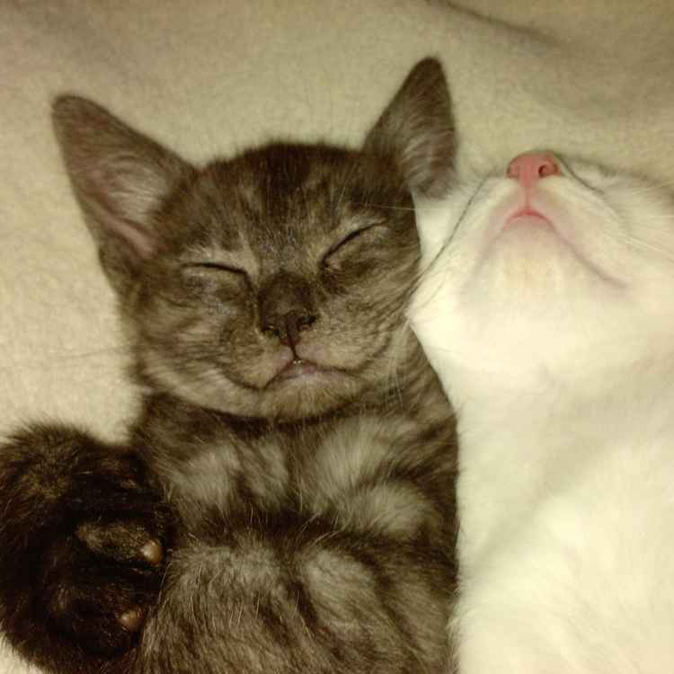 Alice und Ozzy