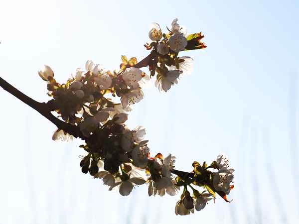 kirschblüte im morgenlicht