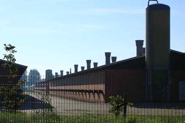 massentierhaltung
