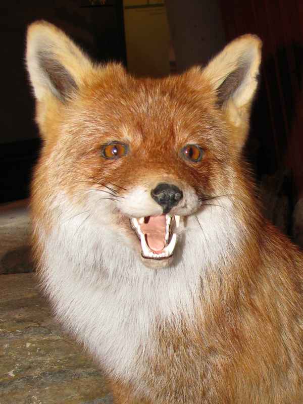 Fuchs