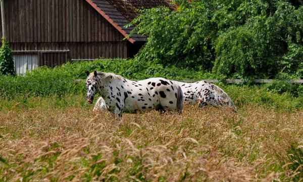 knabstrupper im hohen gras