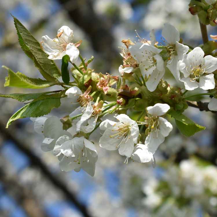 mehrere Kirschblüten am Kirschbaum