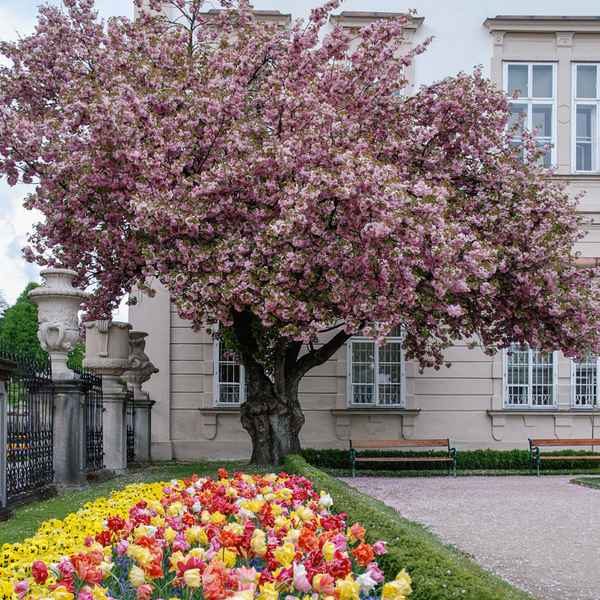 Blütenpracht im Mirabellgarten