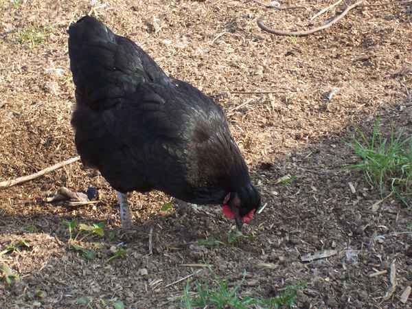glückliches Huhn in schwarz