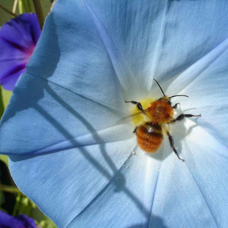 hummel3