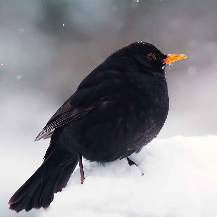 amselherr bei schneefall