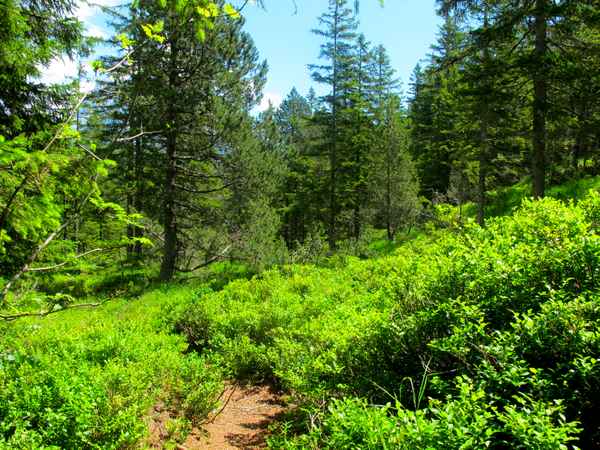 Auf dem Seerundweg - Heidelbeer-Sträucher