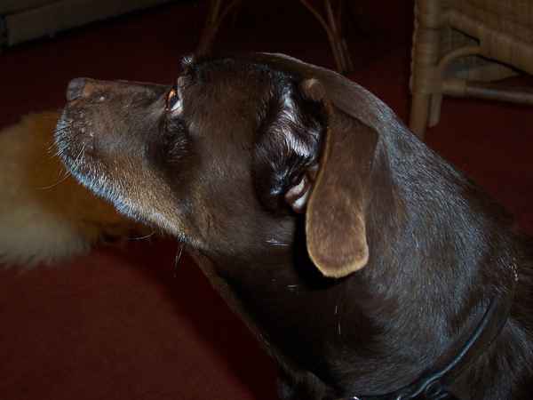 Portrait eines liebenswerten Hundes