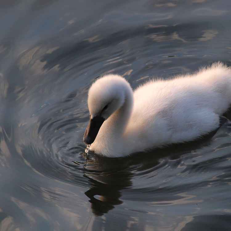 Kleiner Schwan