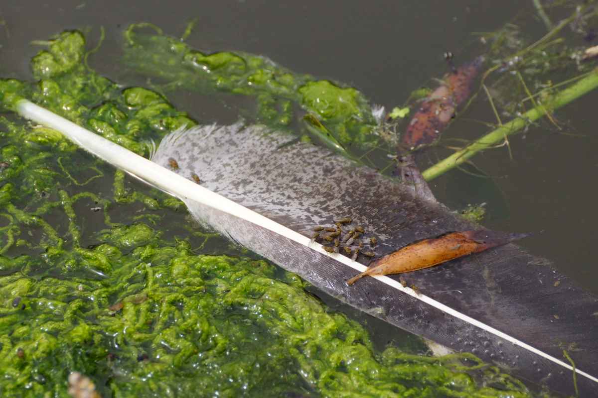 Oberflächliches Stillleben mit Feder