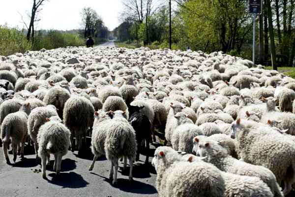 ein schwarzes ist immer dabei