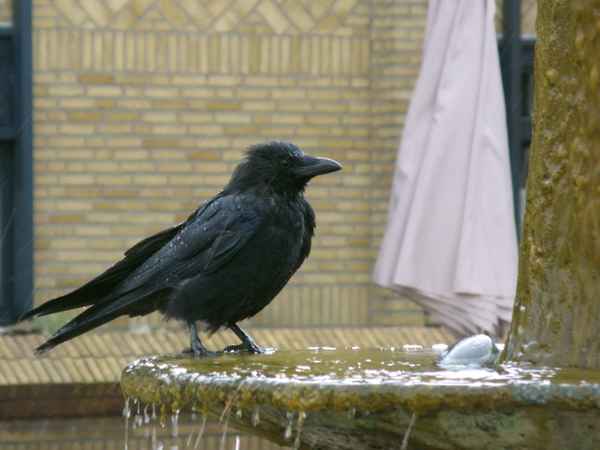 Rabe beim Baden
