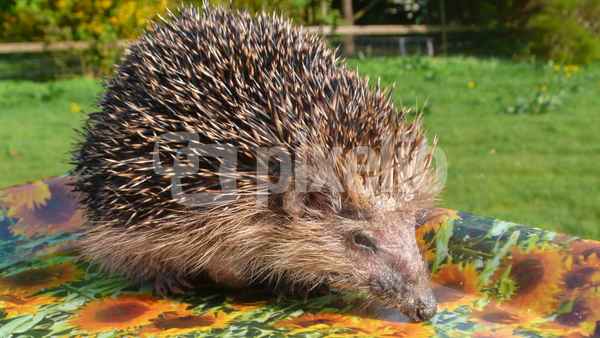 Igel sucht Futter