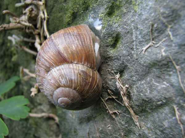 Weinbergschnecke