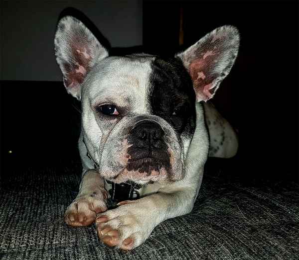 Französische Bulldogge