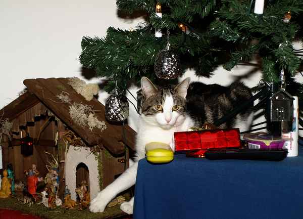 Des Katers Weihnachtsfreuden...03