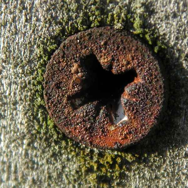 Rost