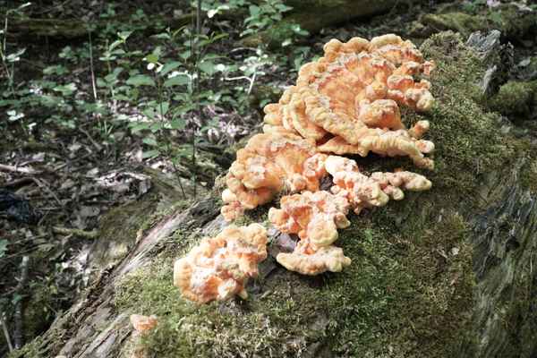 Pilz