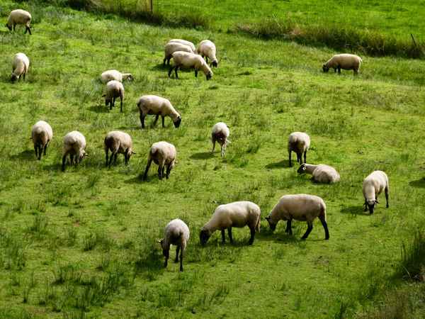 Schafe auf der Sommerweide