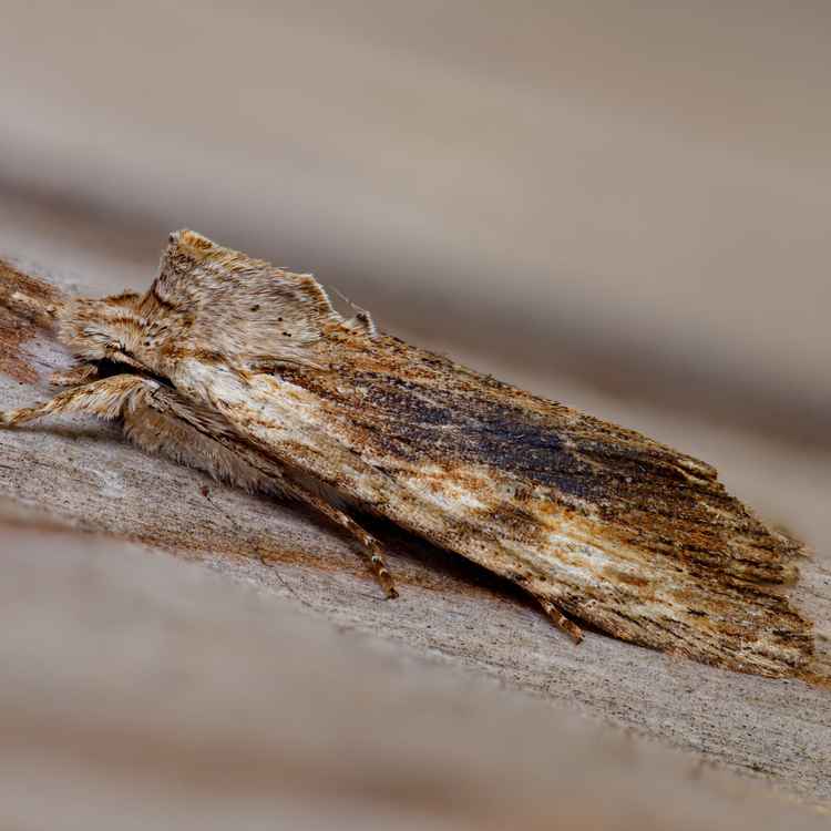 Weißlichgelbe Grasbüscheleule