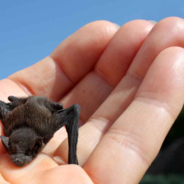 Kleine Fledermaus