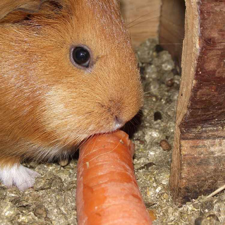 Meerschwein mit Karotte