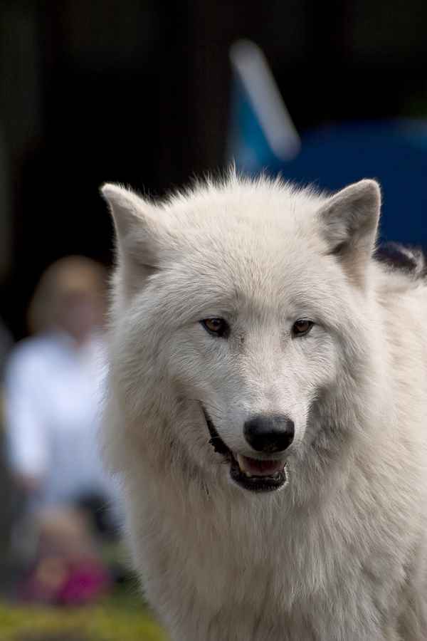 Der weiße Wolf