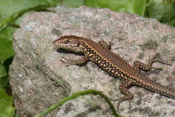 mauereidechse