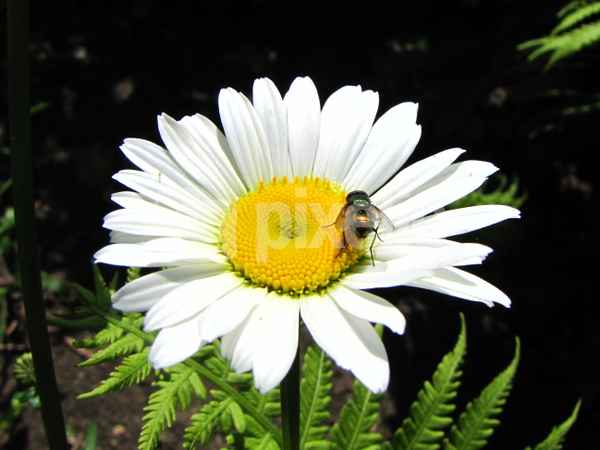 Margerite mit Fliege