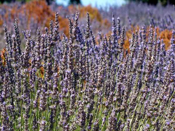 Duftender Lavendel