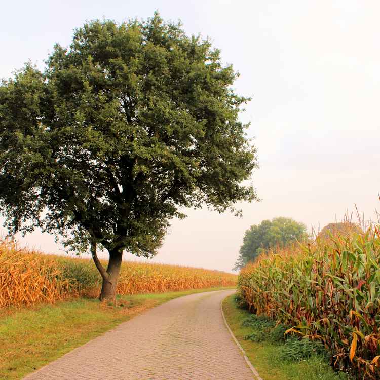 Wanderweg zwischen Maisfeldern