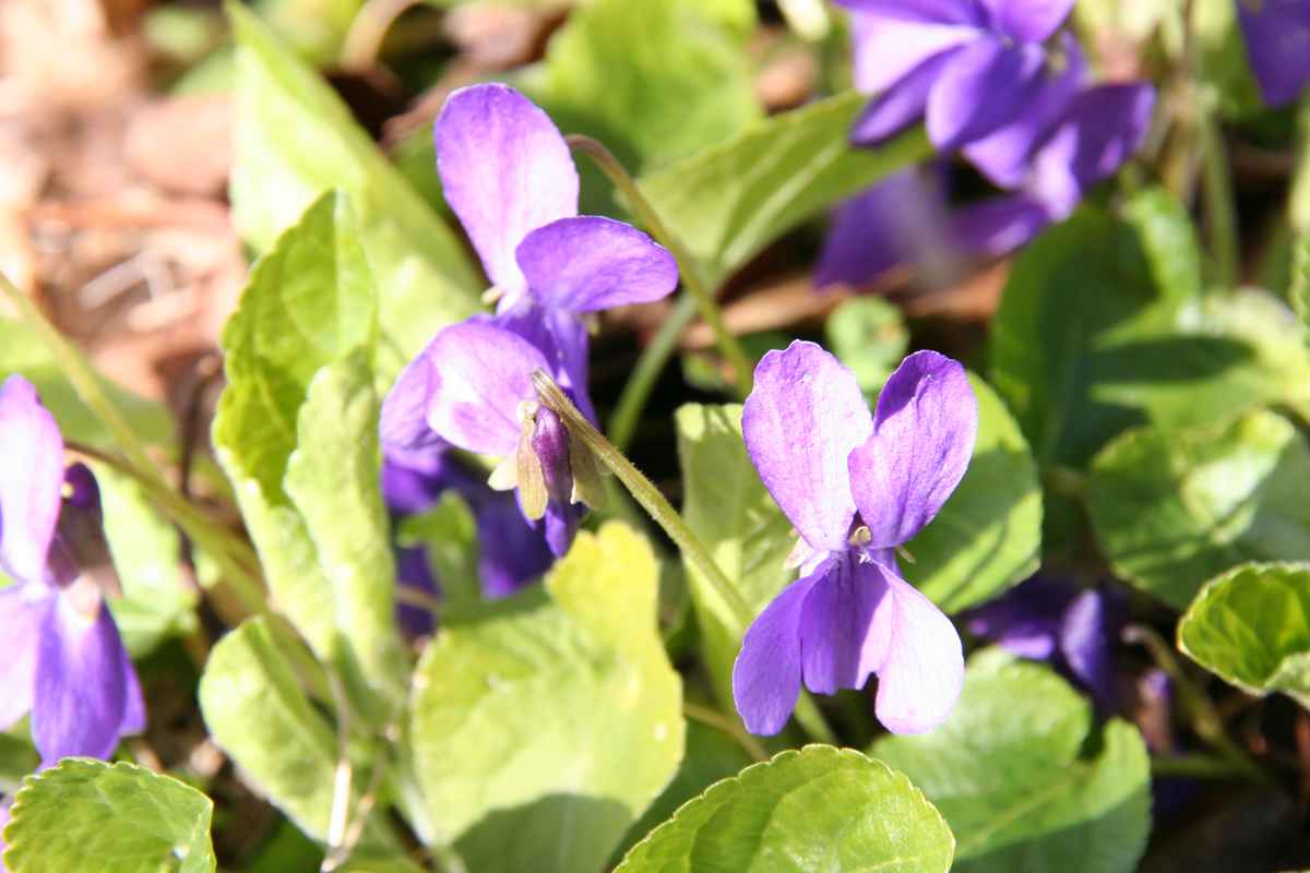 Frühlingserwachen 2008 Teil 2