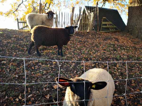 Schafe im Herbst
