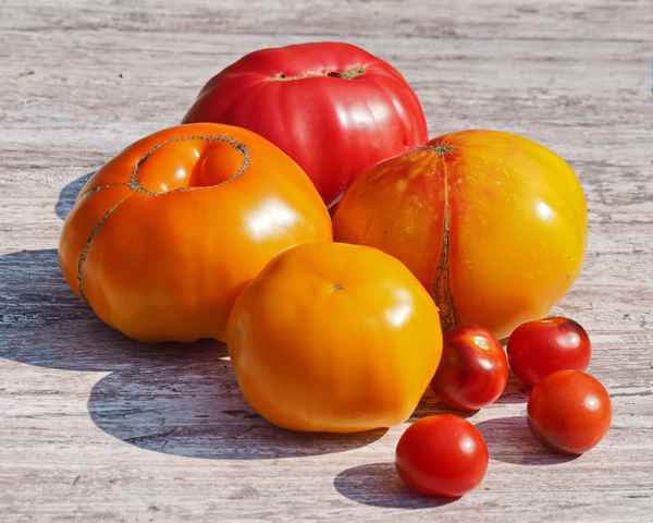 tomaten ( alte sorten )