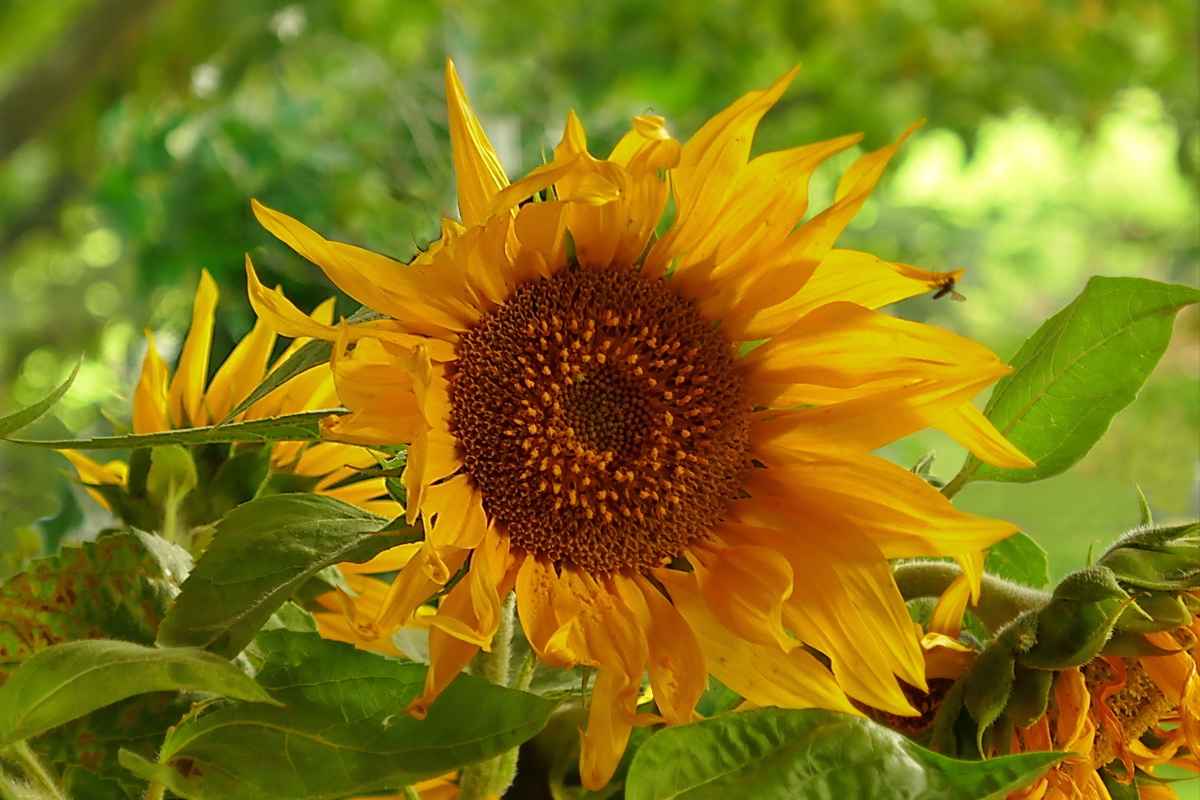 Erinnerung an den Spätsommer