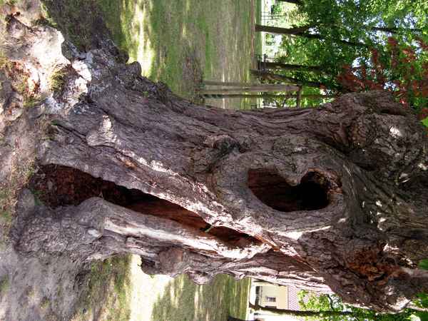 Hohler Baum