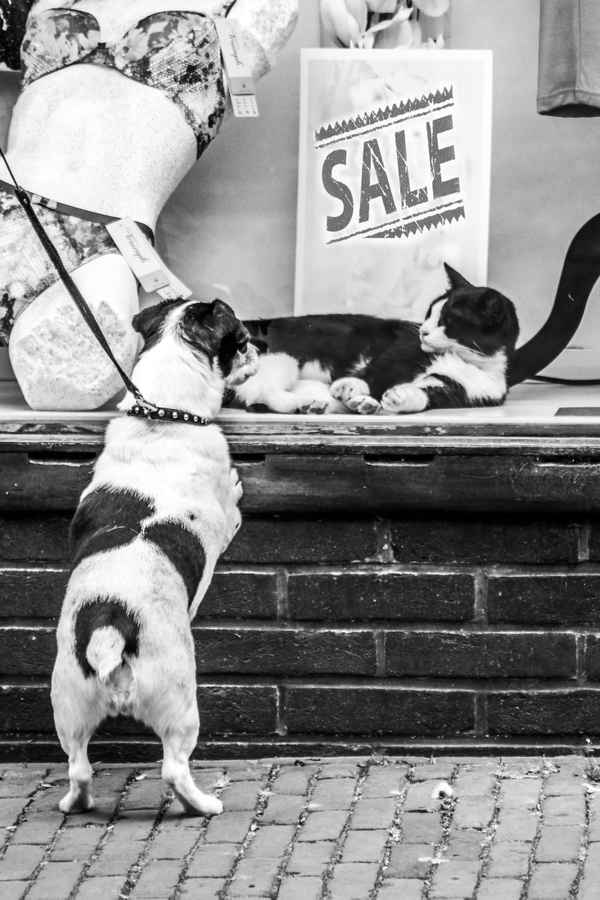 Neulich im Schaufenster