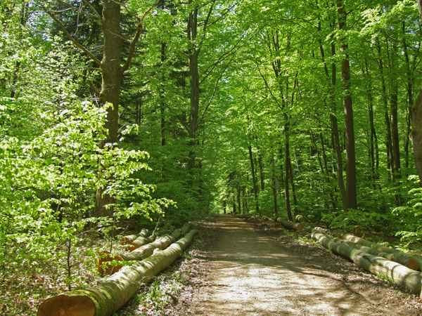 Weg durch den Buchen-Maiwald