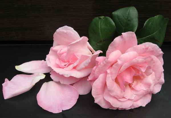 Rosenblätter fallen