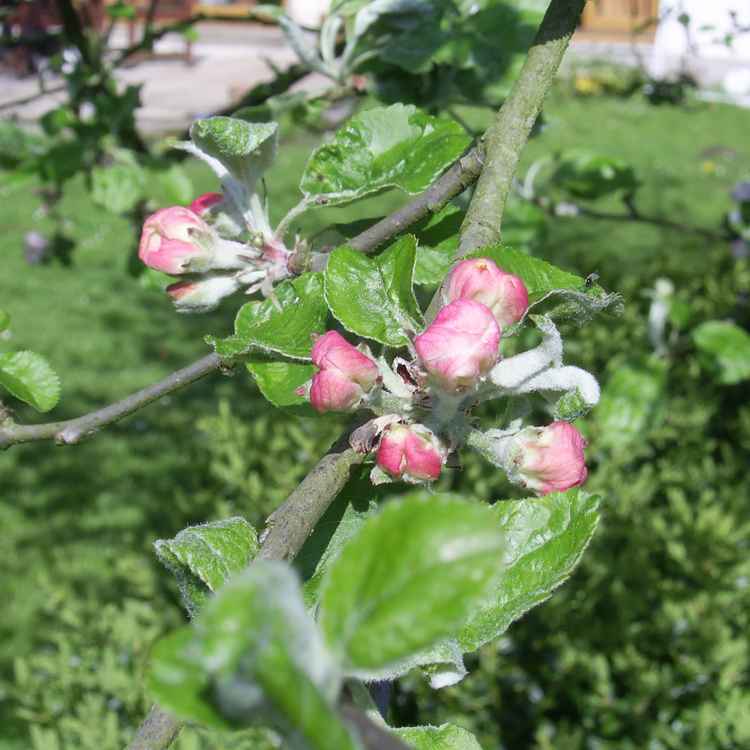 Knospen am Apfelbaum