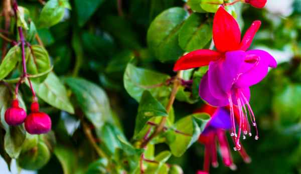 Fuchsie