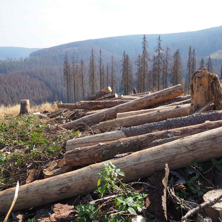 Waldsterben im Harz