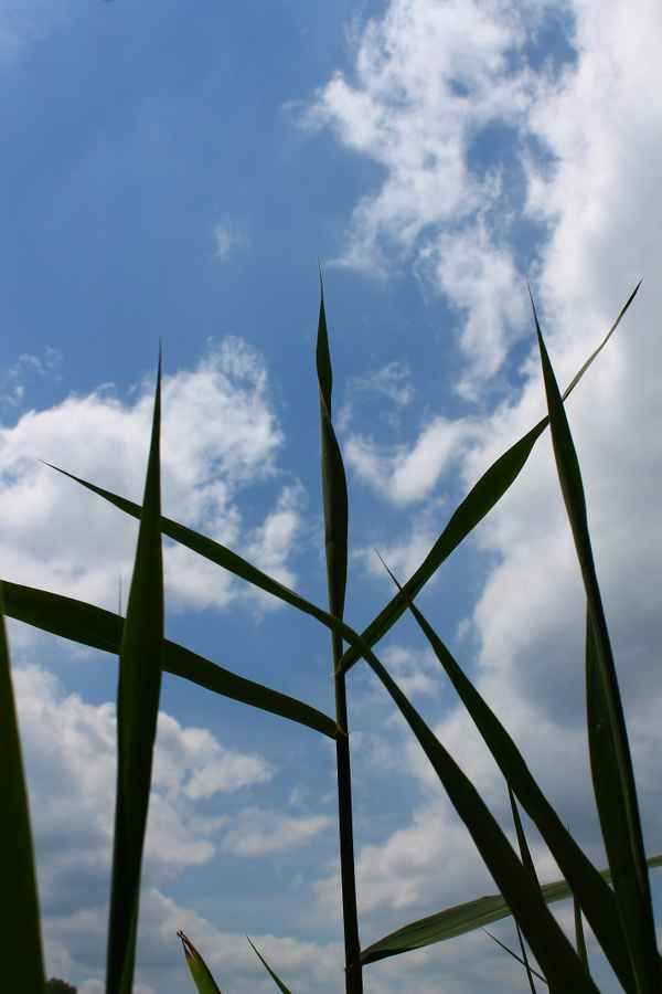 Nur Gras und Himmel