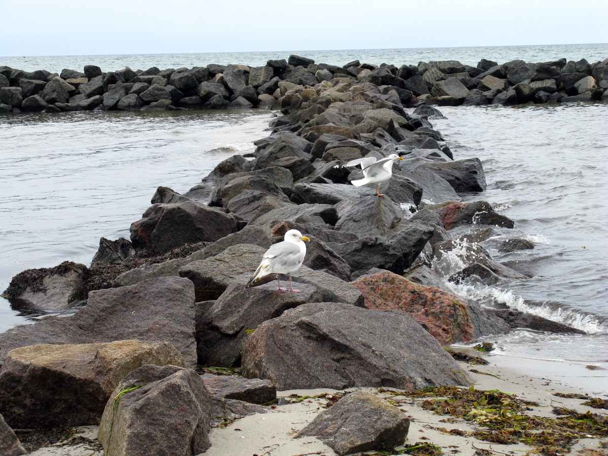 Möwen am Strand von Kalifornien