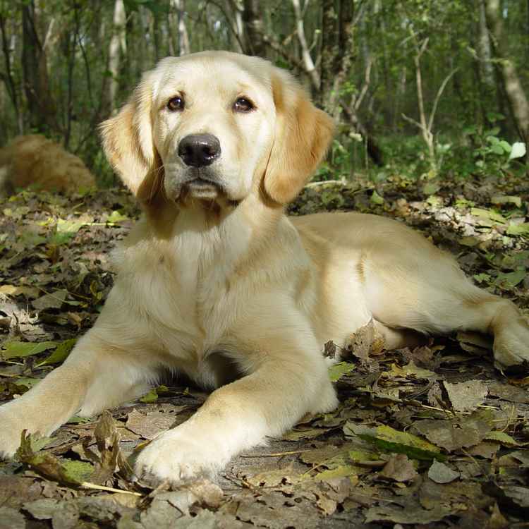 Golden Retriever liegend