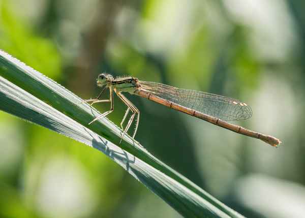 Blaues Weibchen