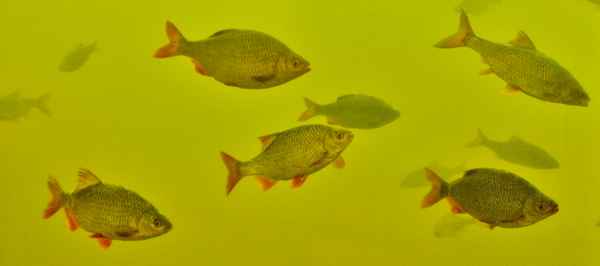 Fische im Aquarium