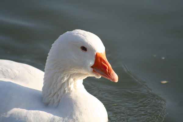 Gans
