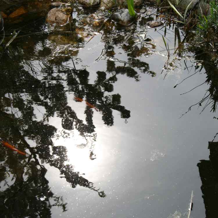 Sonne spiegelt sich im Teich